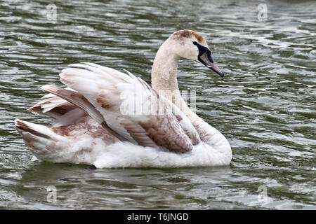 juvenile swan swimmin on the danube river next ro Klosterneuburt / Austria Stock Photo