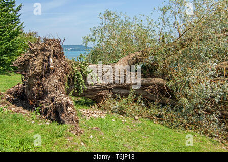 Willow-tree fell form the storm Stock Photo