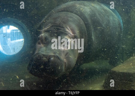 A hippopotamus at Asahiyama zoo in Hokkaido Stock Photo