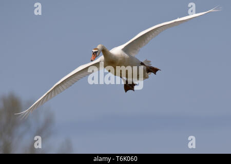 Mute Swan or White Swan, Cygnus olor, Germany Stock Photo