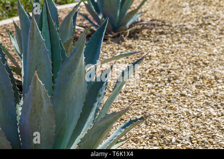 Agave Americana Plant in a Rock Garden Stock Photo