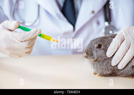 Scientist doing testing on animals rabbit Stock Photo