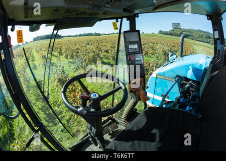 Denbies Wine Estate, Dorking, Surrey. A Braud SB60 mechanical harvester is used on the 265 acre Surrey vineyard Stock Photo