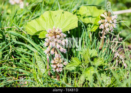 The pink flower spikes and a young leaf of common butterbur Petasites hybridus with small stinging nettle in the lush growth near a river in spring.