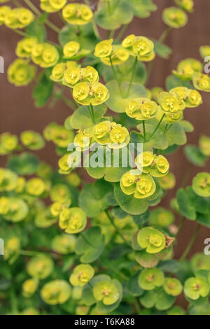 Wood Spurge (Euphorbia amygdaloides) Stock Photo