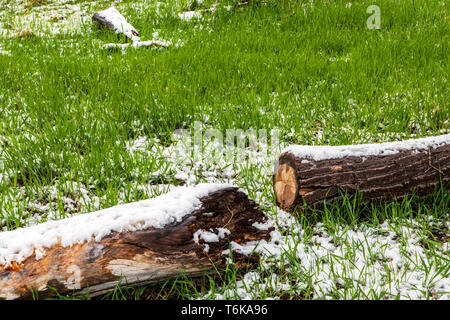 Fresh springtime snow on green meadow grasses; fallen cut tree; central Colorado; USA Stock Photo