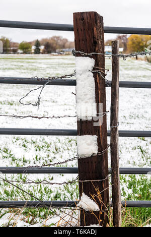 Barbed wire fence in fresh April snowstorm: Vandaveer Ranch; Salida; Colorado; USA Stock Photo