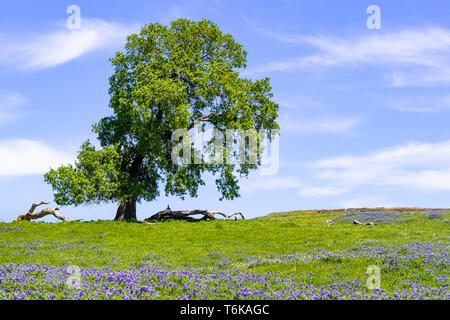 Oak tree growing on a meadow covered in blooming wildflowers on a sunny spring day; North Table Mountain Ecological Reserve, Oroville, California Stock Photo