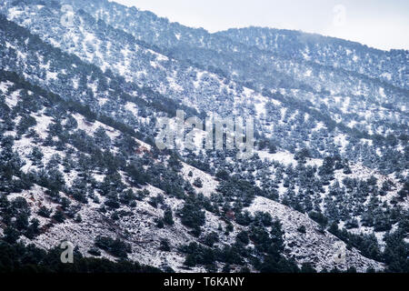 Arkansas Hills; in springtime snow storm; near Salida; Colorado; USA Stock Photo