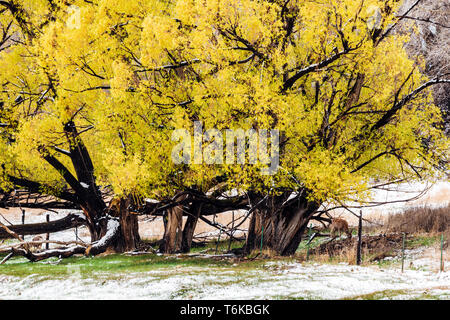 Mule deer; Golden Willow trees with spring leaves in fresh April snowstorm: Vandaveer Ranch; Salida; Colorado; USA Stock Photo