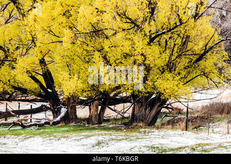 Mule deer; Golden Willow trees with spring leaves in fresh April snowstorm: Vandaveer Ranch; Salida; Colorado; USA Stock Photo