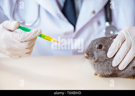 The scientist doing testing on animals rabbit Stock Photo