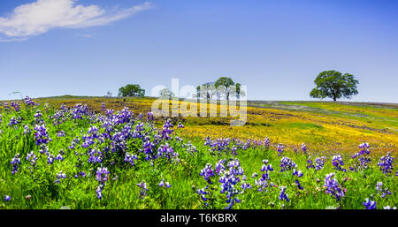 Wildflowers blooming on the rocky soil of North Table Mountain Ecological Reserve, Oroville, Butte County, California Stock Photo