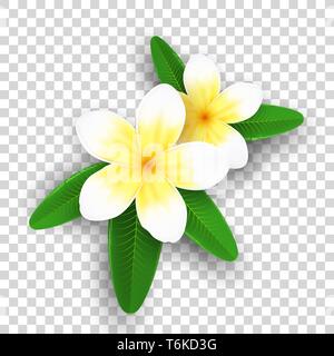 Plumeria flowers isolated on transparent background. Realistic tropical flowers. Set of plants. Summer collection. Realistic graphic elements for your Stock Vector