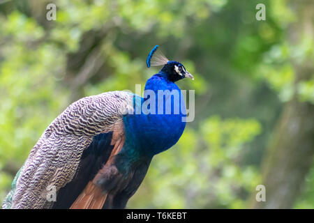 Portrait of a beautiful blue peacock sitting on a roof looking for a partner in spring to impress female peacocks in mating time Stock Photo