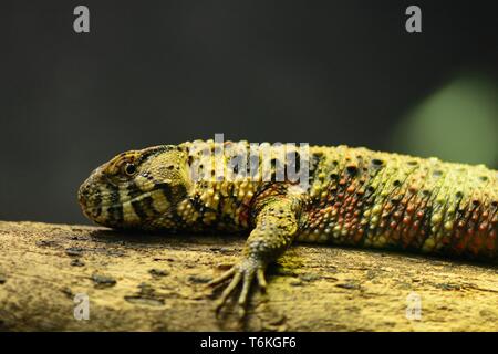 Portrait of a Chinese crocodile lizard (Shinisaurus crocodilurus) on a branch Stock Photo