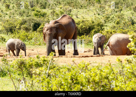 Baby Elephants with their mom drinking water Stock Photo