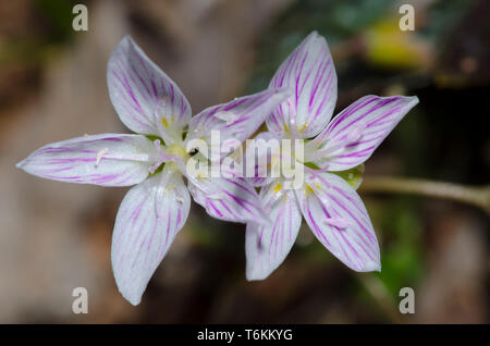 Spring Beauty, Claytonia virginica Stock Photo