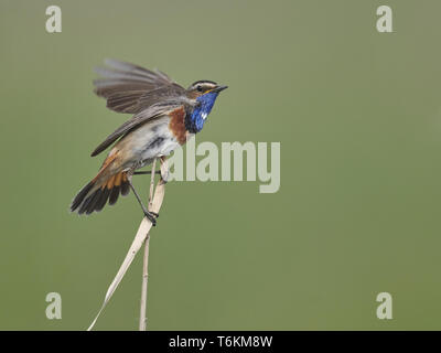Bluethroat, Luscinia svecica, passerine bird, blaukehlchen Stock Photo