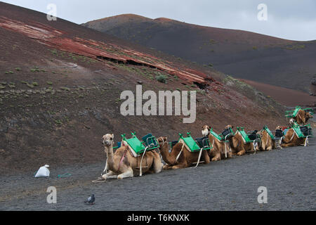 Dromedaries for the transport of tourists on the Timanfaya lava dunes in Lanzarote, Canary Islands Stock Photo