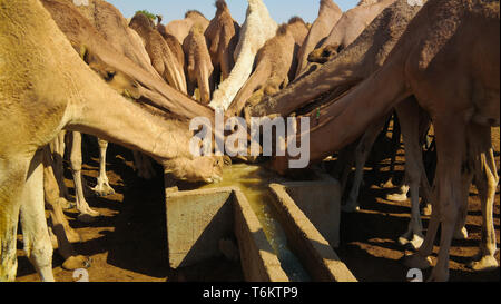 Portrait of drinking camels at the desert well in Djibriga , Barh-El-Gazal, Chad Stock Photo