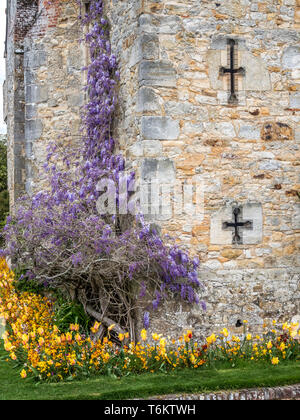 Colourful Wistaria on the fortified walls of Hever Castle in Kent near Edenbridge, ancestral home of Anne Boleyn, second wife to King Henry VIII Stock Photo