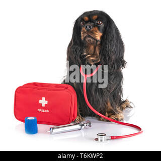 cavalier king charles and first aid in front of white background Stock Photo