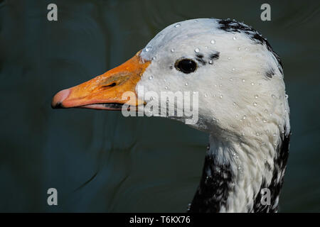white duck goose with black spots wetted with drops of water Stock Photo