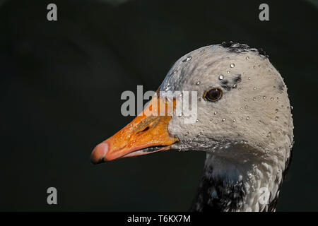 white  goose with black spots wetted with drops of water Stock Photo