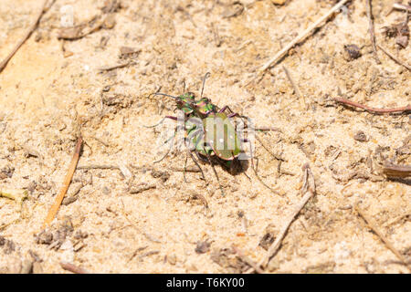 Green tiger beetle pair, green tiger beetles mating (Cicindela campestris) in sandy heathland habitat in Surrey, UK Stock Photo
