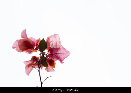 Pink red Bougainvillea on a white sky background Stock Photo