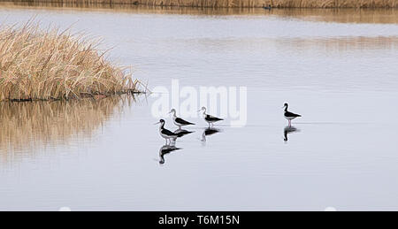 Black-necked stilts Stock Photo