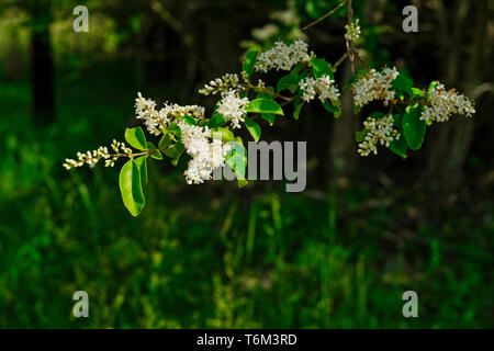 Prunus Virginiana is one of many flowering trees in Alabama that are coming into full bloom. Stock Photo