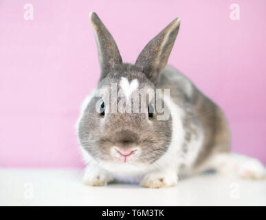 A cute brown and white Dwarf rabbit with a heart shape on its head Stock Photo