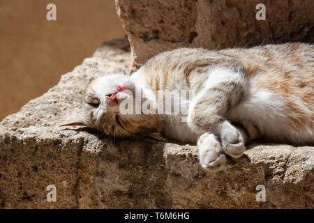 Cute and Adorable Street Cat is sitting on a brick wall during a sunny day. Taken in Old Port of Jaffa, Tel Aviv, Israel. Stock Photo