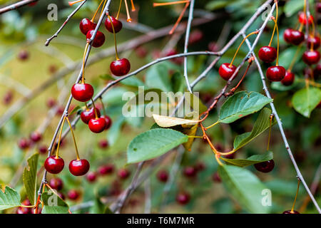 Hanging red sour cherry berries ripening on tree in Russia or Ukraine garden dacha farm closeup of fruit Stock Photo