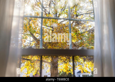 Virginia yellow autumn view through window of colorful oak leaf foliage in northern VA with tree leaves behind glass window blinds curtains and sunlig Stock Photo