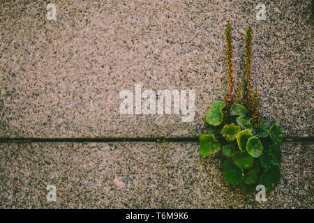 Plant. Green plant grows through the old Wall. Stock Photo