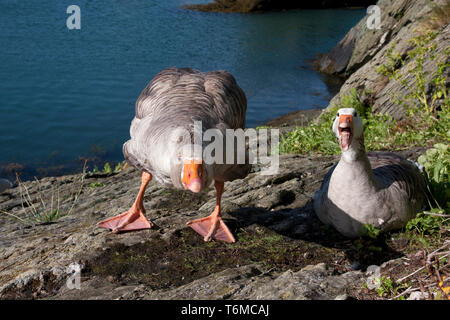 pair of greylag wild geese (anser anser)  hissing, Amlwych Port, Anglesey, Wales.UK Stock Photo