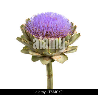 Isolated artichoke at white backgound Stock Photo