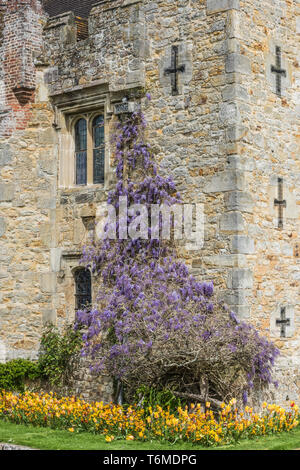 Colourful Wisaria on the fortified walls of Hever Castle  in Kent near Edenbidge, ancestral home of Anne Boleyn, second wife to King Henry VIII Stock Photo