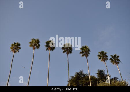 A sequence of palm trees seen from below. Stock Photo