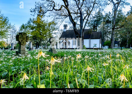 White fawn lily, wildflowers, blooming,in Spring, Saint Mary the Virgin Anglican Church, Metchosin, British Columbia, Canada Stock Photo