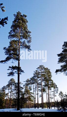 Trees in Viru Bog in Winter Stock Photo