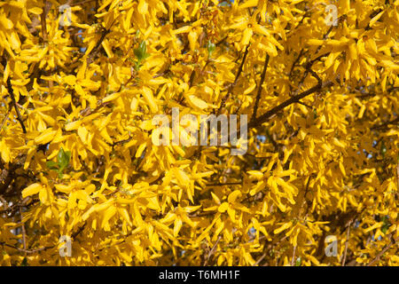 Beautiful yellow Forsythia in  april Stock Photo