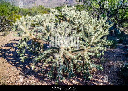 Chain Fruit Cholla Cactus in Saguaro National Park, Arizona Stock Photo