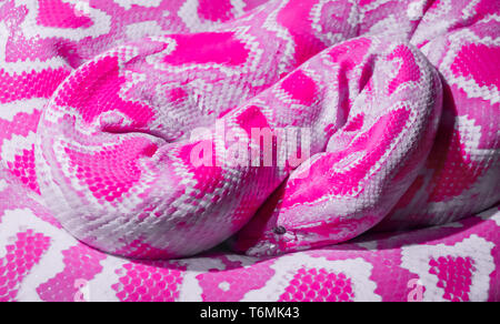 Abstract pink snake Stock Photo
