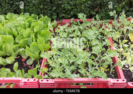 Grow vegetables in a  red plastic box Stock Photo