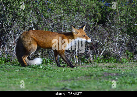 European Red Fox, Germany Stock Photo