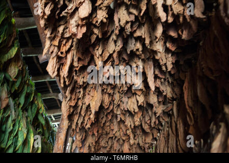 aging tobacco leaves Cigar 6: Aging Tobacco | Cigar